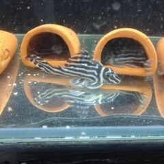 インペリアルゼブラプレコワイルドF1（7～8㎝）