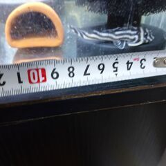 インペリアルゼブラプレコワイルドF1（7～8㎝）