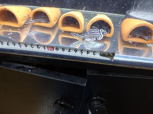 インペリアルゼブラプレコワイルドF1（7～8㎝）