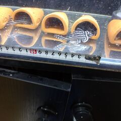 インペリアルゼブラプレコワイルドF1（7～8㎝）