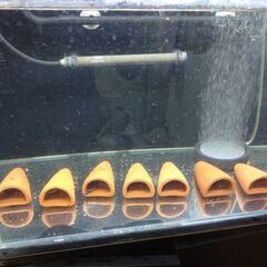 インペリアルゼブラプレコワイルドF1（7～8㎝）