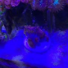 【値下げ！】マメスナギンチャク　レッド　サンゴ