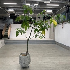 大型パキラ 2~3m級 撮影スタジオで使用のみ