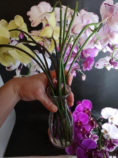 胡蝶蘭切り花本セット花植物 ロドリゲス 古島の家具の中古あげます 譲ります ジモティーで不用品の処分