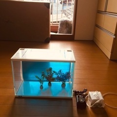 【ネット決済】【お取引中】420 水槽 熱帯魚 メダカ 金魚