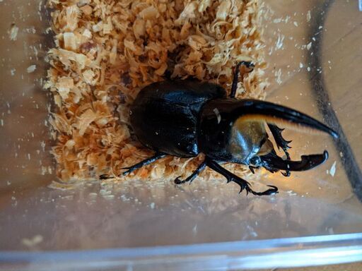 （期間限定格安）サタンオオカブトペア