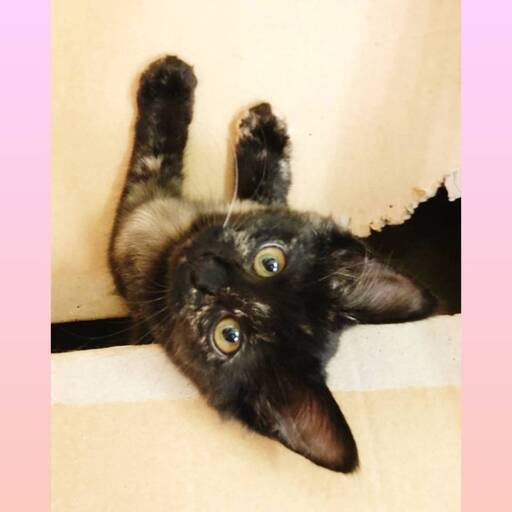 1月16日 日 三鷹で新春 猫の譲渡会さびの女の子生後4ヶ月かわいいのよ 飼い主不在確認済み みたか123 三鷹の猫の里親募集 ジモティー