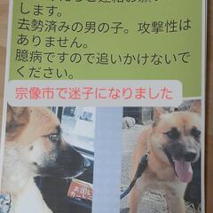 迷子の犬を探しています。