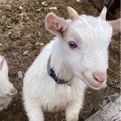 ヤギちゃんの餌を探しています！！