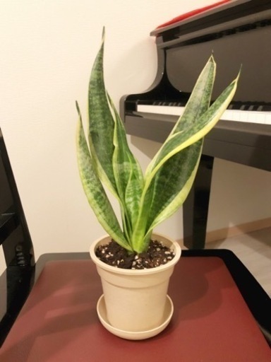 観葉植物　サンセベリア・ローレンティ①　35cm　ナチュラルカラーの3.5号鉢と受け皿付き