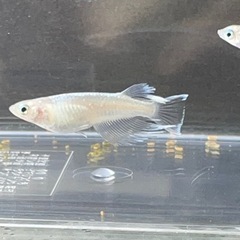 北海道 札幌市の中古メダカが無料 格安で買える ジモティー
