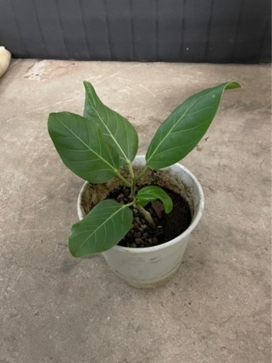 50 観葉植物 ベンガルボダイジュ にしむ 尼崎のその他の中古あげます 譲ります ジモティーで不用品の処分