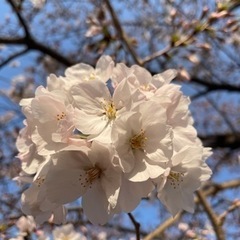 ソフトテニスメンバー募集中　垂水　火曜日の画像