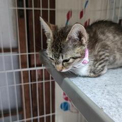 赤ちゃん猫一ヶ月女のコです。 − 熊本県