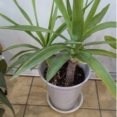 観葉植物　ユッカの木