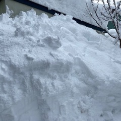 東区 排雪業者探しています。