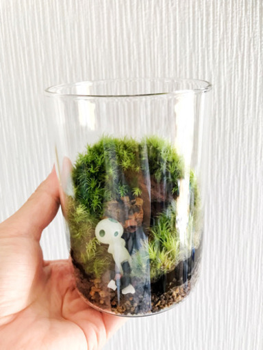 苔テラリウム 2