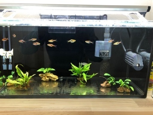 取引決定しました 熱帯魚引き取って下さる方 Baycharara 小野田のその他の中古あげます 譲ります ジモティーで不用品の処分