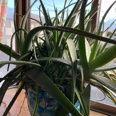 アロエベラの鉢植え