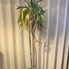 【ネット決済】【観葉植物】ドラセナ　