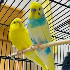 セキセイインコ 2羽 10ヶ月 オス(ブルー)&メス(イエロー)
