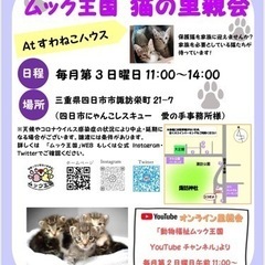 抱っこ大好き、猫じゃらし大好き、猫同士もOKライカ君!! - 里親募集