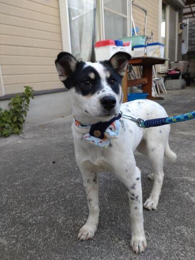 ありがとうございます 里親様決まりました まだ少しビビリやけど 野良犬の子犬白黒はんてん柄のはんぺんさん なみへい 阿波の犬の里親募集 ジモティー
