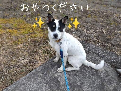 ありがとうございます 里親様決まりました まだ少しビビリやけど 野良犬の子犬白黒はんてん柄のはんぺんさん なみへい 阿波の犬の里親募集 ジモティー