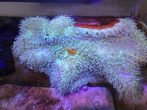 海水魚 引き取り限定 センジュイソギンチャク Alba Com Gt
