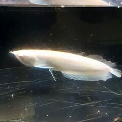 アルビノプラチナシルバー　アロワナ　±40cm　引き取り限定　#熱帯魚　#淡水魚