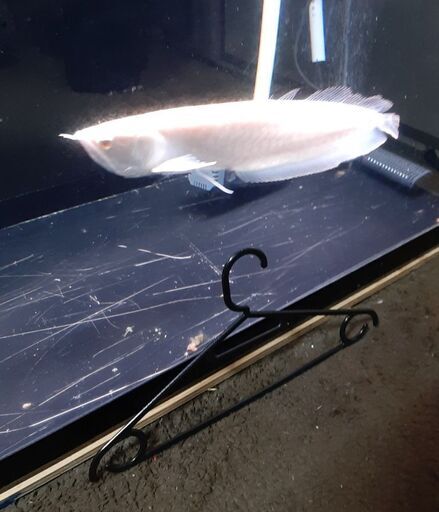 アルビノプラチナシルバー アロワナ 40cm 引き取り限定 熱帯魚 淡水魚 Alba Com Gt