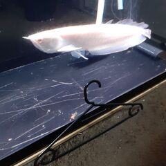 アルビノプラチナシルバー　アロワナ　±40cm　引き取り限定　#熱帯魚　#淡水魚