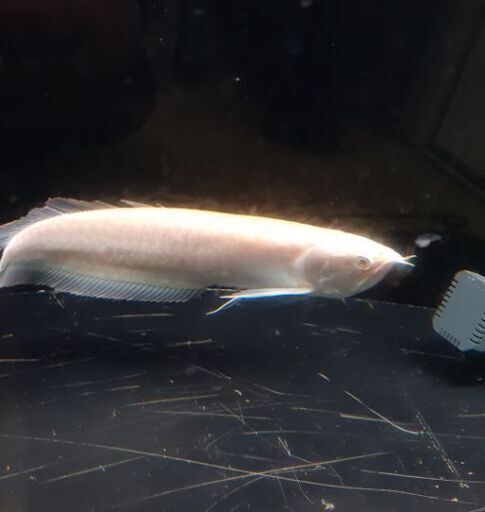 アルビノシルバーアロワナ　【最終値下げ】 値下げ】アルビノシルバーアロワナ 約40㎝