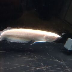 アルビノプラチナシルバー　アロワナ　±40cm　引き取り限定　#熱帯魚　#淡水魚