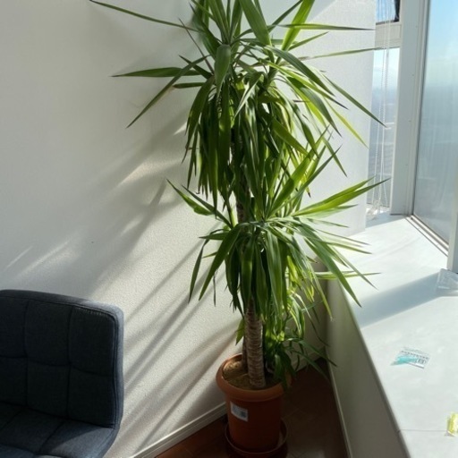 観葉植物 Tk 天王洲アイルの家具の中古あげます 譲ります ジモティーで不用品の処分 観葉植物 Tk 天王洲アイルの家具の中古あげます 譲ります ジモティーで不用品の処分