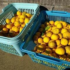 在庫限り！千葉県産 柚子 無農薬 100個以上