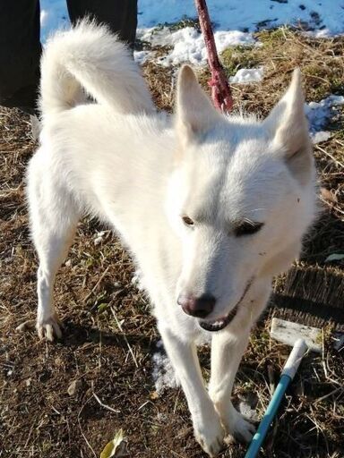 保護した白いオス犬 立ち耳 15kg 若い の飼い主さんを探しています なおとー みらい平の手伝って 助けての助け合い ジモティー