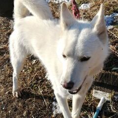 保護した白いオス犬（立ち耳、15kg、若い）の飼い主さんを探しています