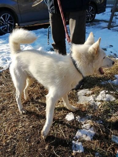 保護した白いオス犬 立ち耳 15kg 若い の飼い主さんを探しています なおとー みらい平の手伝って 助けての助け合い ジモティー