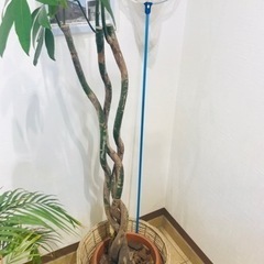 パキラ　１本　鉢なし　観葉植物