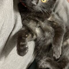 【決定】子猫メス（３ヶ月）甘えん坊な黒猫の画像
