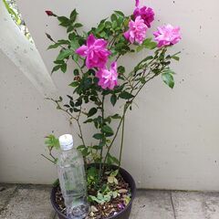 植物【ピンクのバラ】