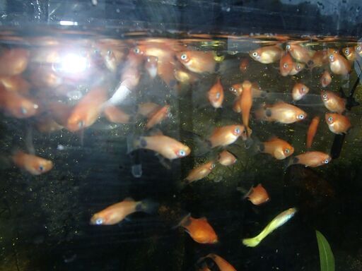 熱帯魚ミッキーマウスプラティの稚魚1匹２０円 ワンタン 河内国分のその他の中古あげます 譲ります ジモティーで不用品の処分