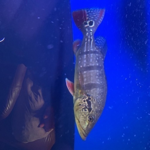 ◇希少品◇イラン アゼルバイジャン産 最高級スマック織キリム(手織)No