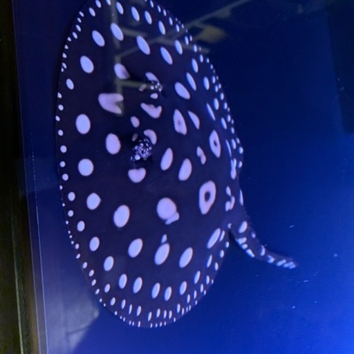 ダイアモンドポルカオス