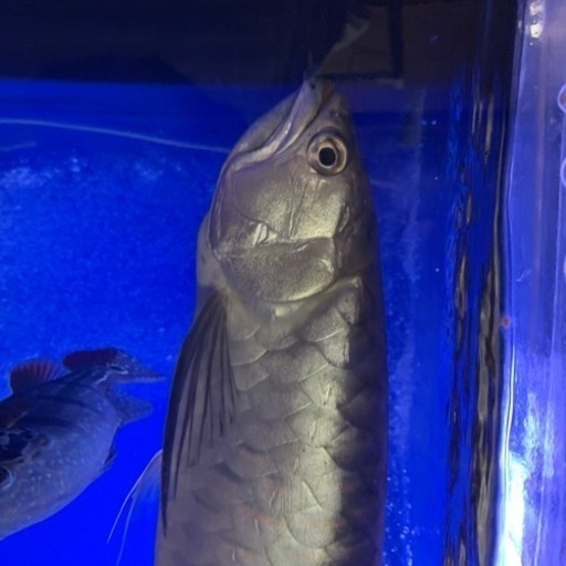 ブラックアロワナ