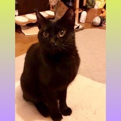黒猫ファンの皆様💕ハニー🍯ちゃん7ヶ月 − 東京都
