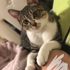 保護猫 キジトラ 里親さん探しています