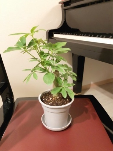 観葉植物　シェフレラ（カポック）③　30cm　グレーカラーの3.5号の鉢と受け皿付き