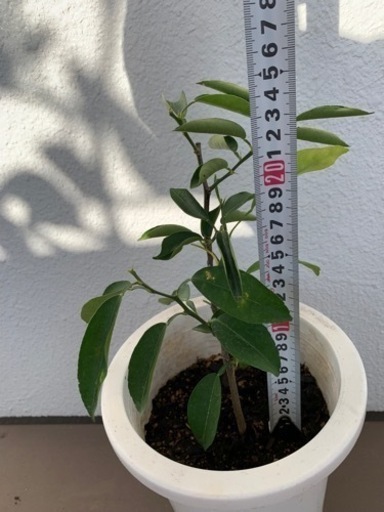 本柚子実生苗5年目に入ります チビ苗柚子も付きます とくちゃん 宜野湾のその他の中古あげます 譲ります ジモティーで不用品の処分